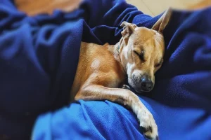 Public perception of eco-friendly pet aftercare