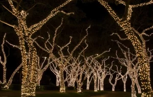 How to highlight trees with outdoor lighting