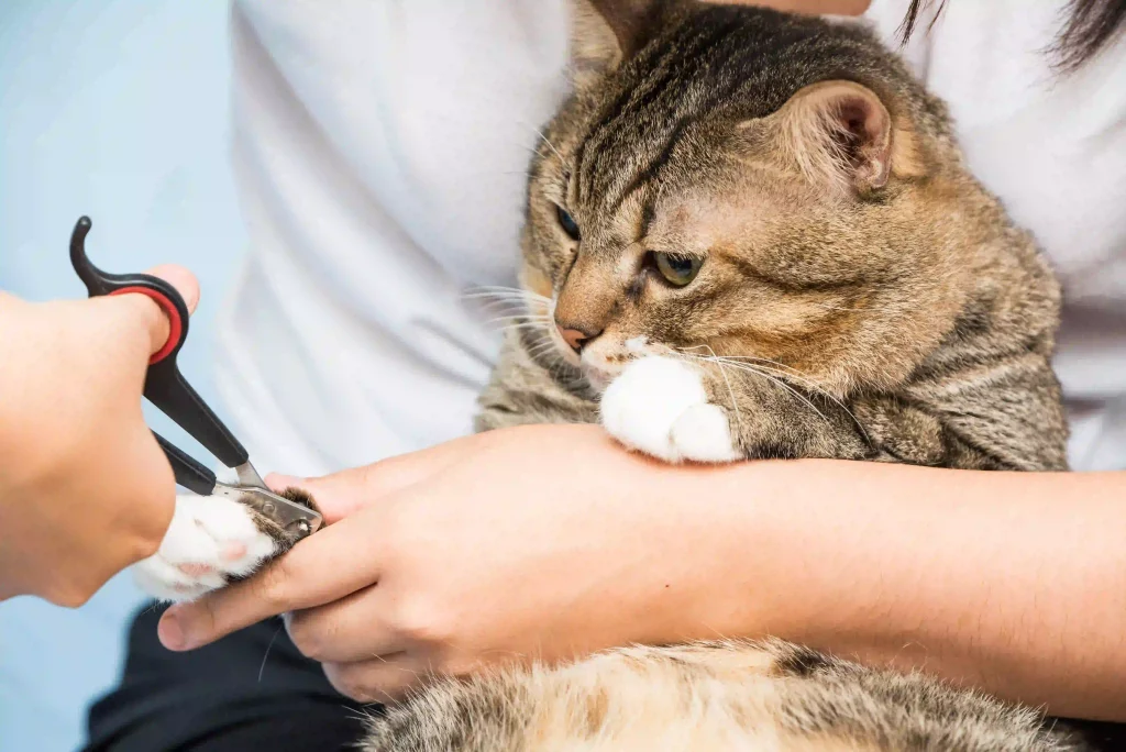Every Business Owner Should Understand How Nail Trimming Affects Pet Posture