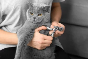 how nail trimming affects pet posture